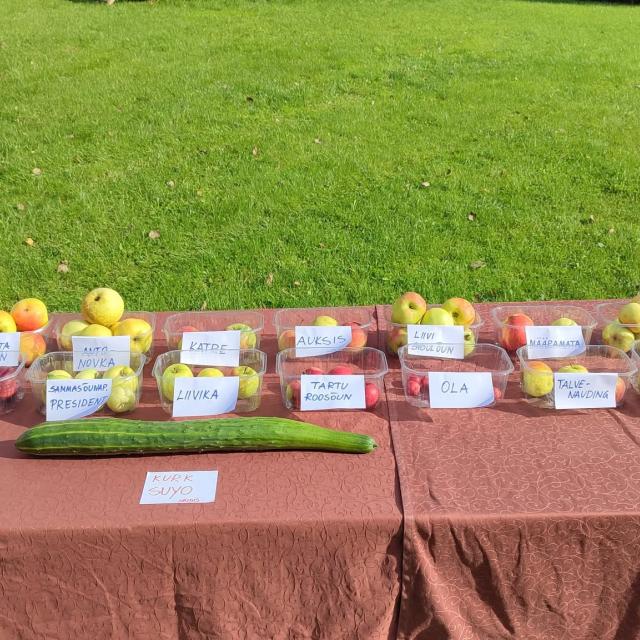 Piilsi Õunafest